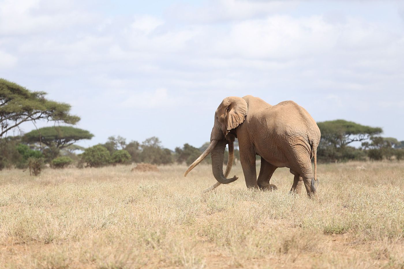 Kenya Amboseli