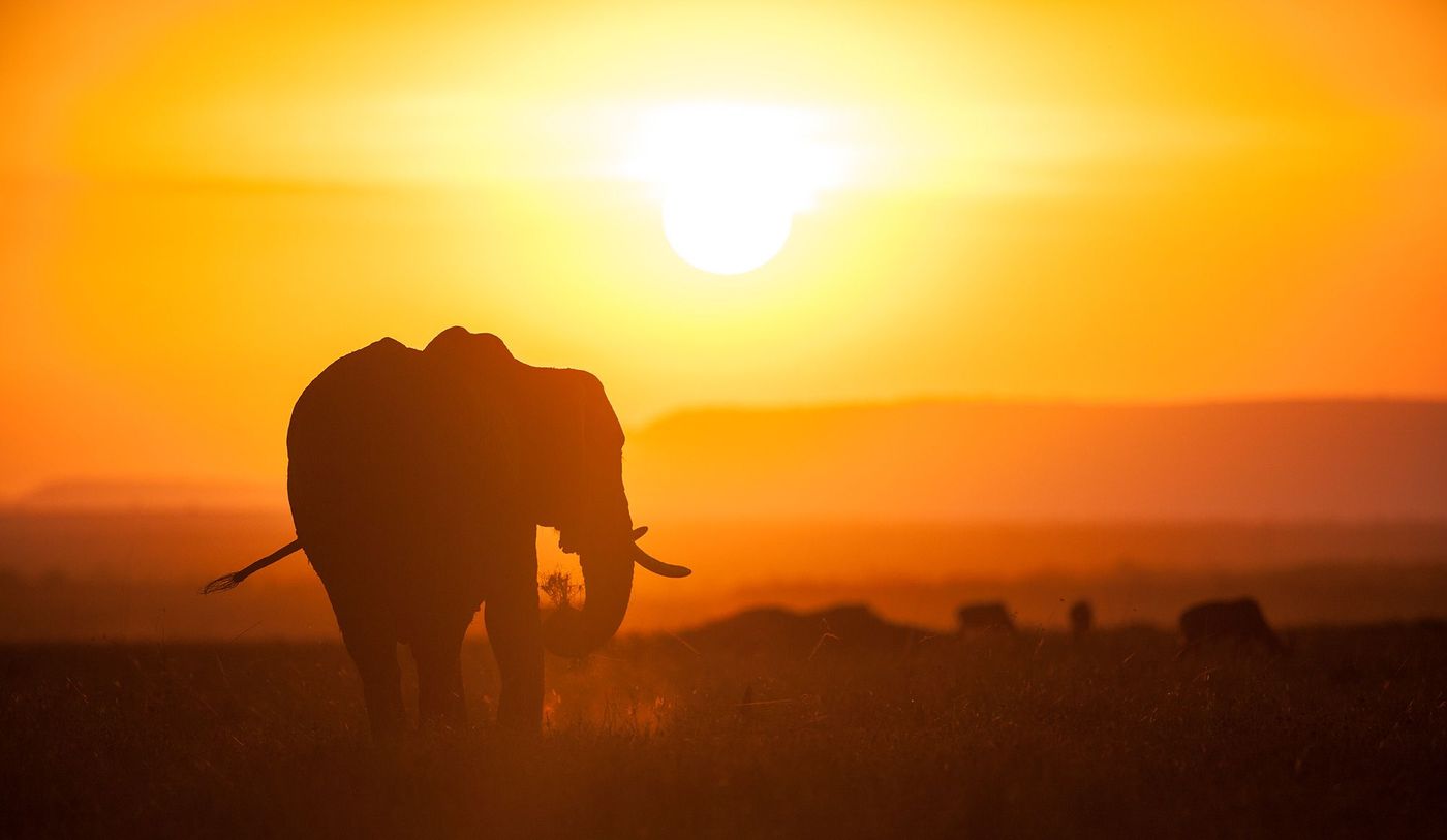 Kenya Eléphant