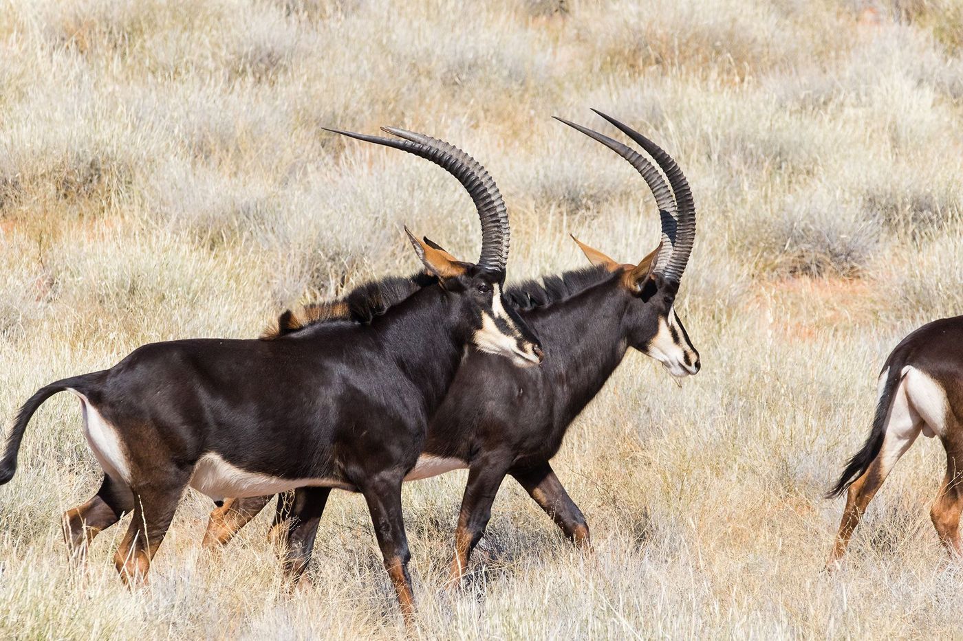 Kenya Hippotrague