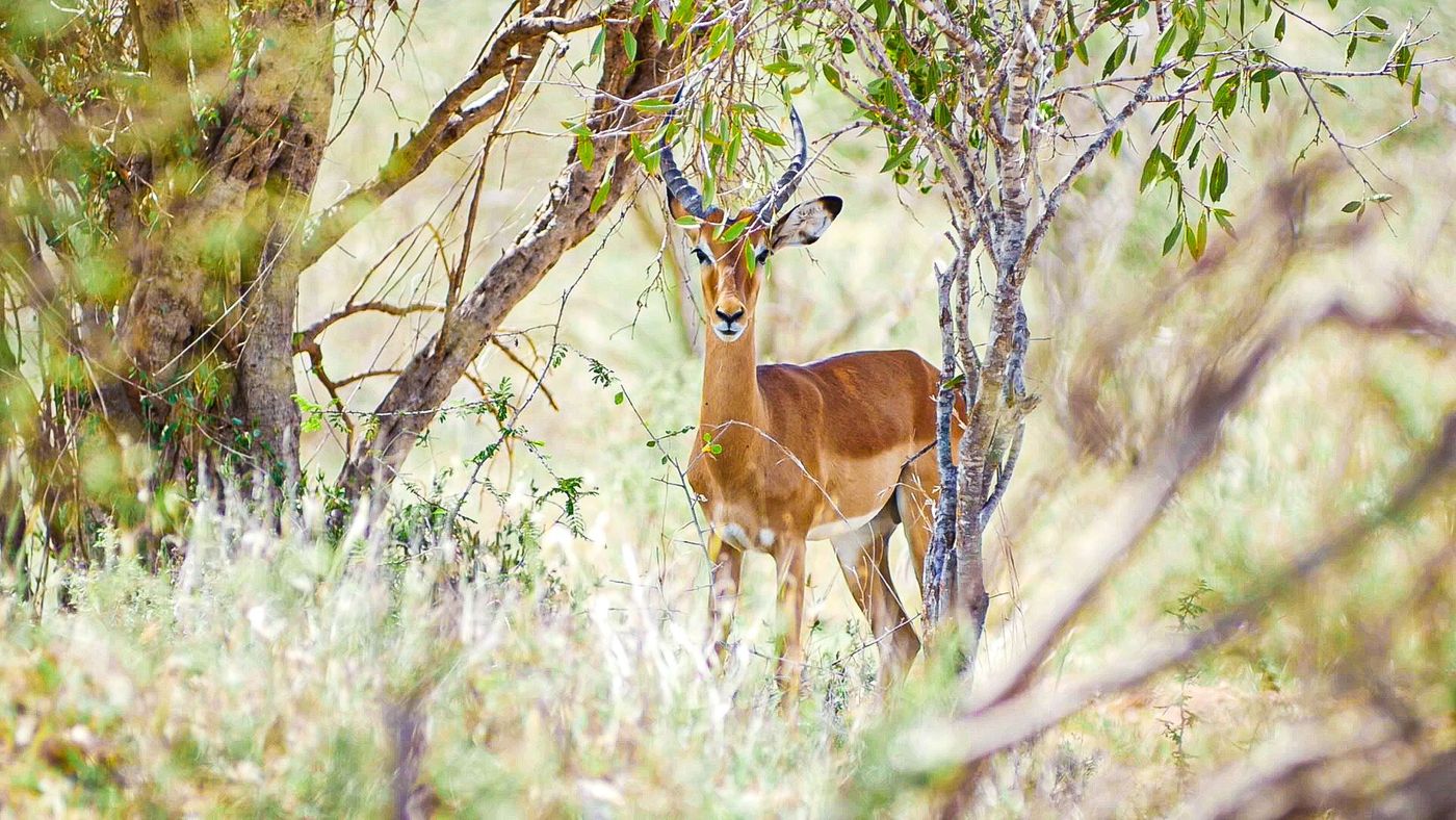 Kenya Impala