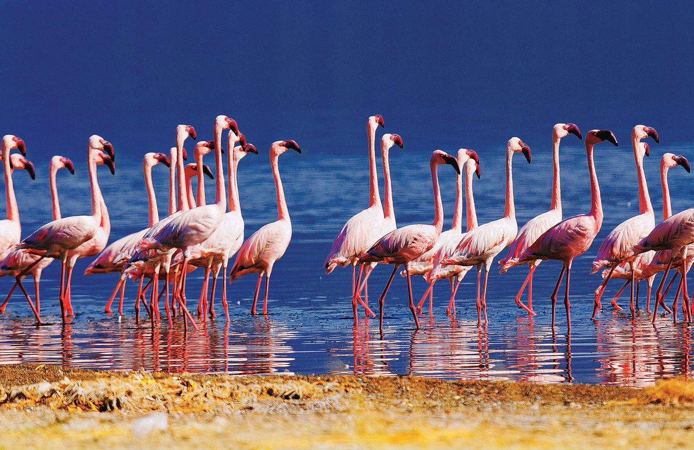 Kenya Lac Bogoria