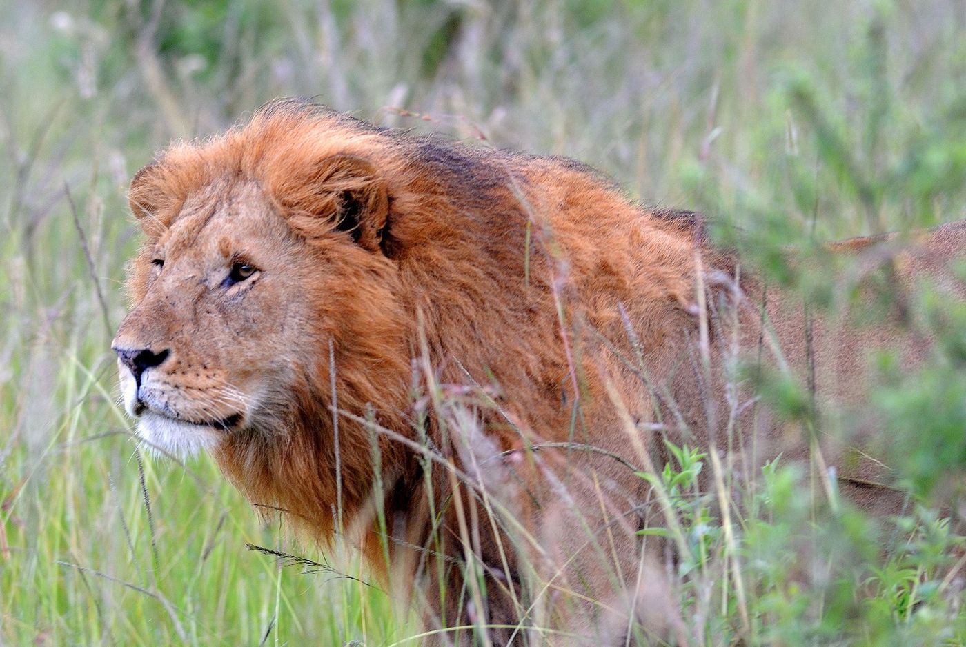 Kenya Lion