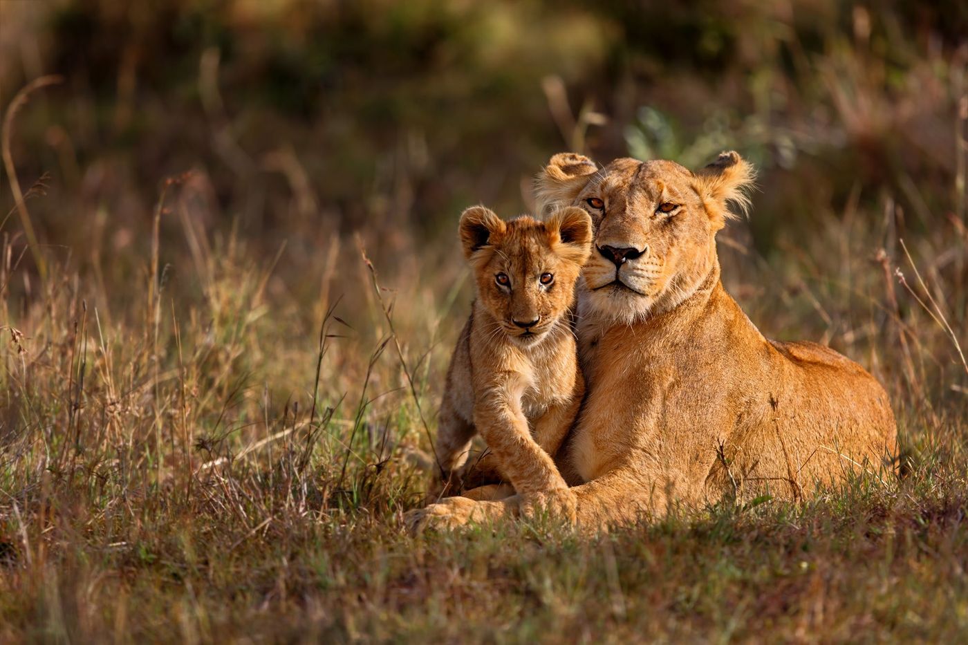 Kenya Parc du Masai Mara Lion