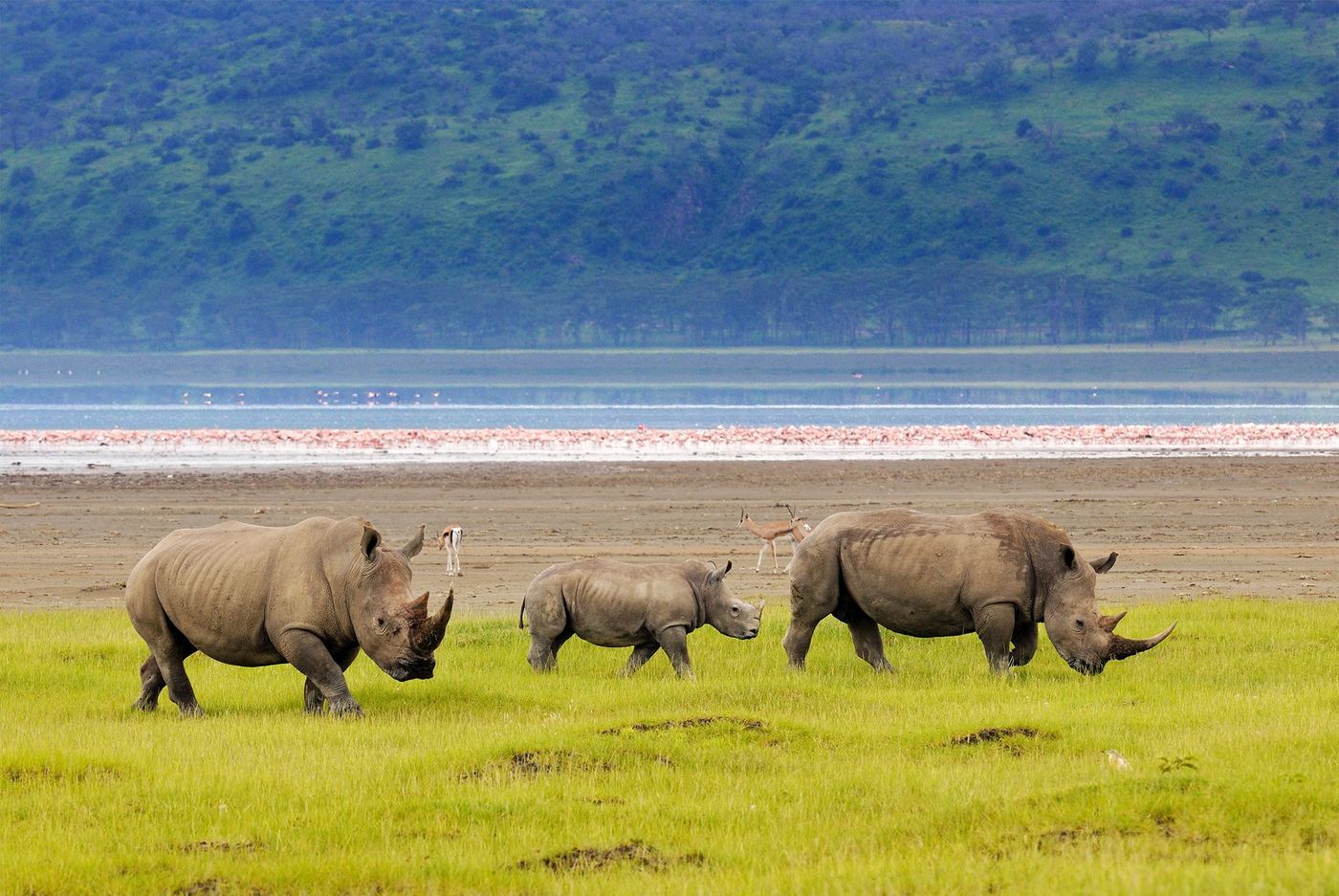 Kenya Rhinoceros