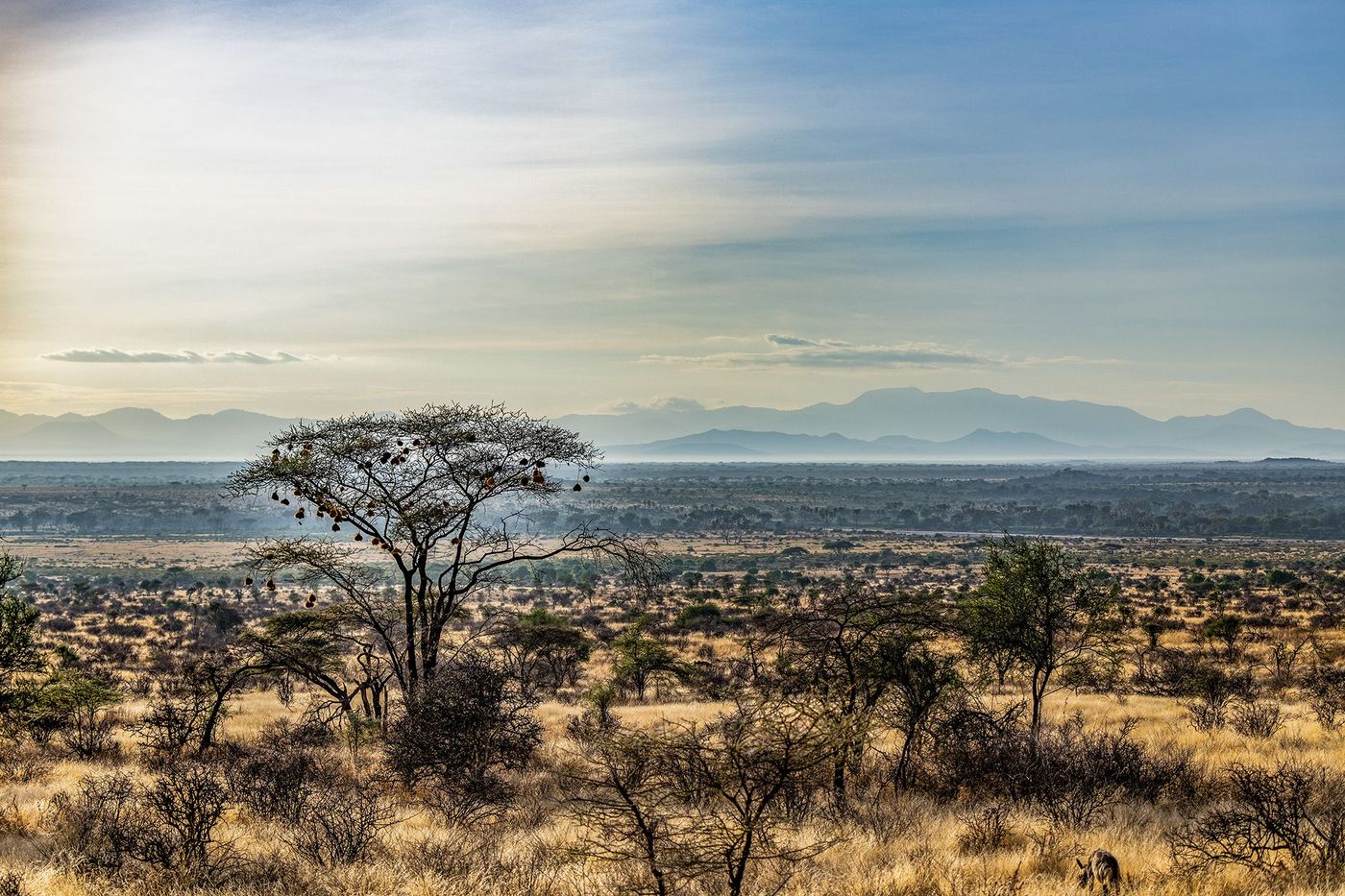 Kenya Samburu
