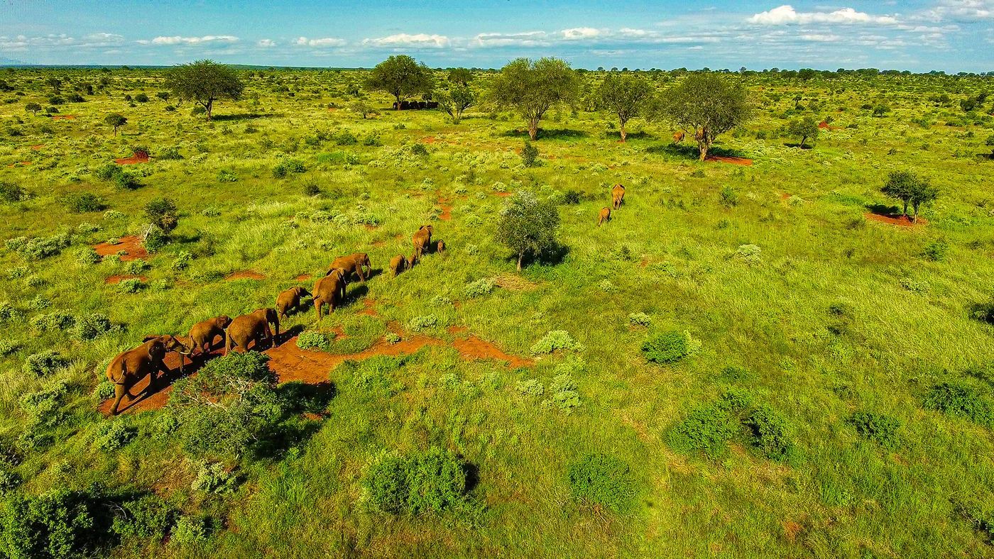 Kenya Tsavo