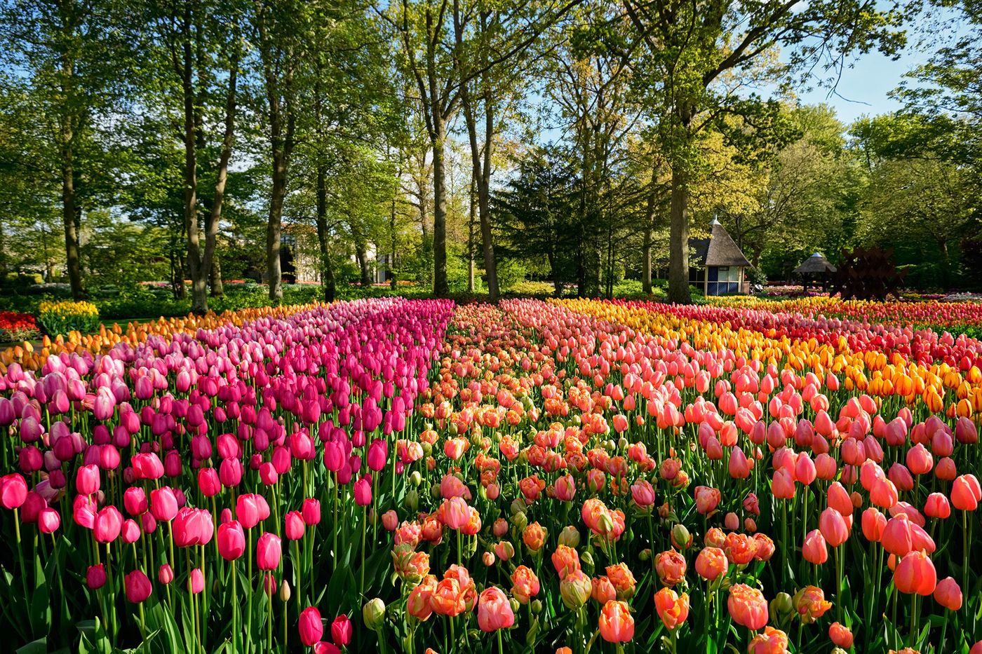Keukenhof
