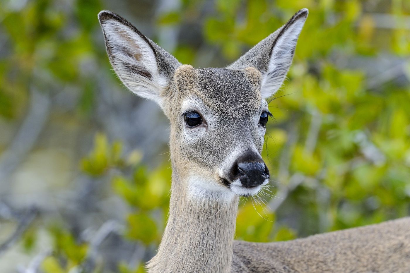 Key Deer Biche Floride