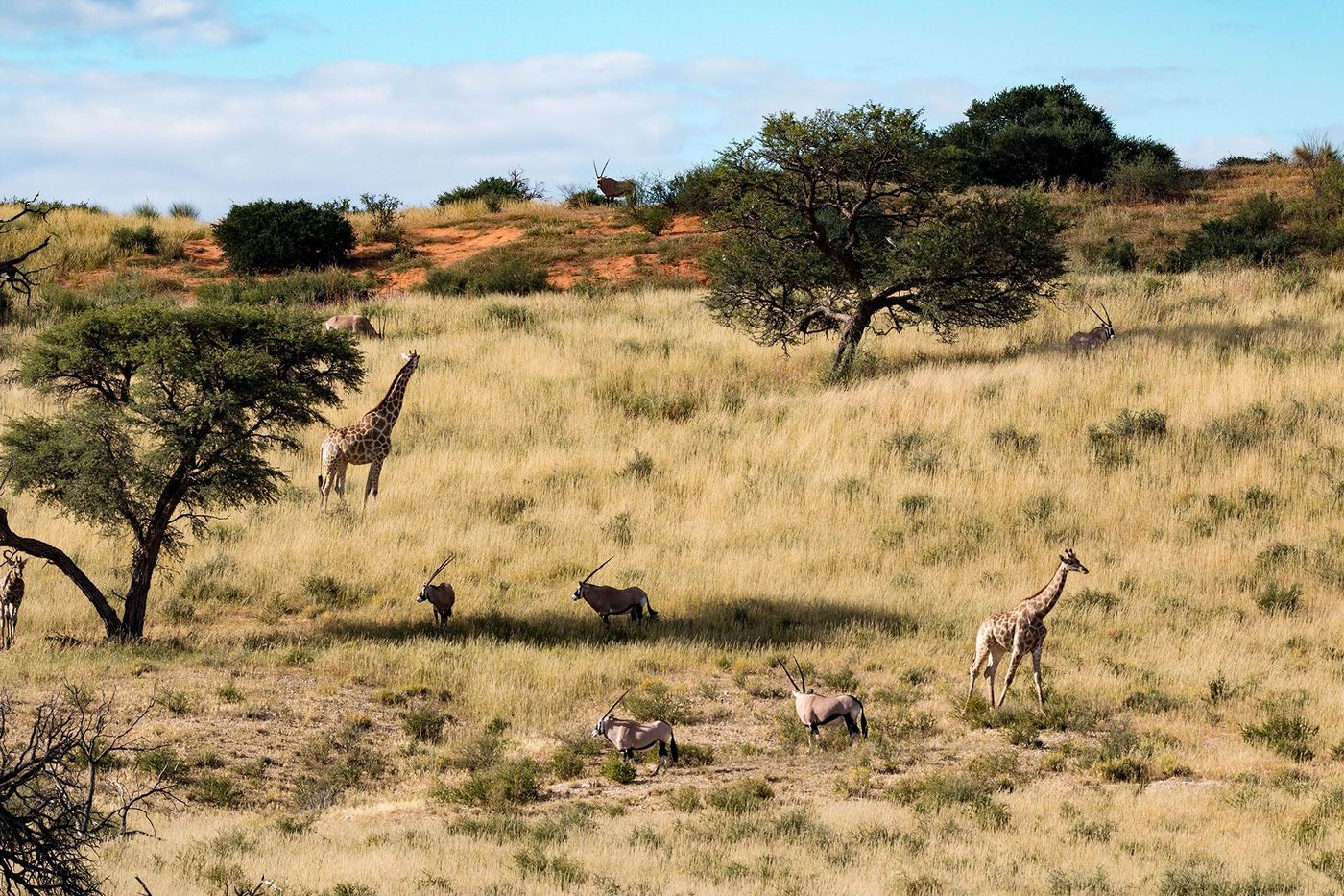 Safari dans le parc transfrontalier de Kgalagadi - Botswana
