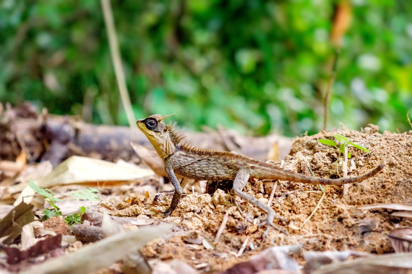 Khao Sok Lézard Thaïlande