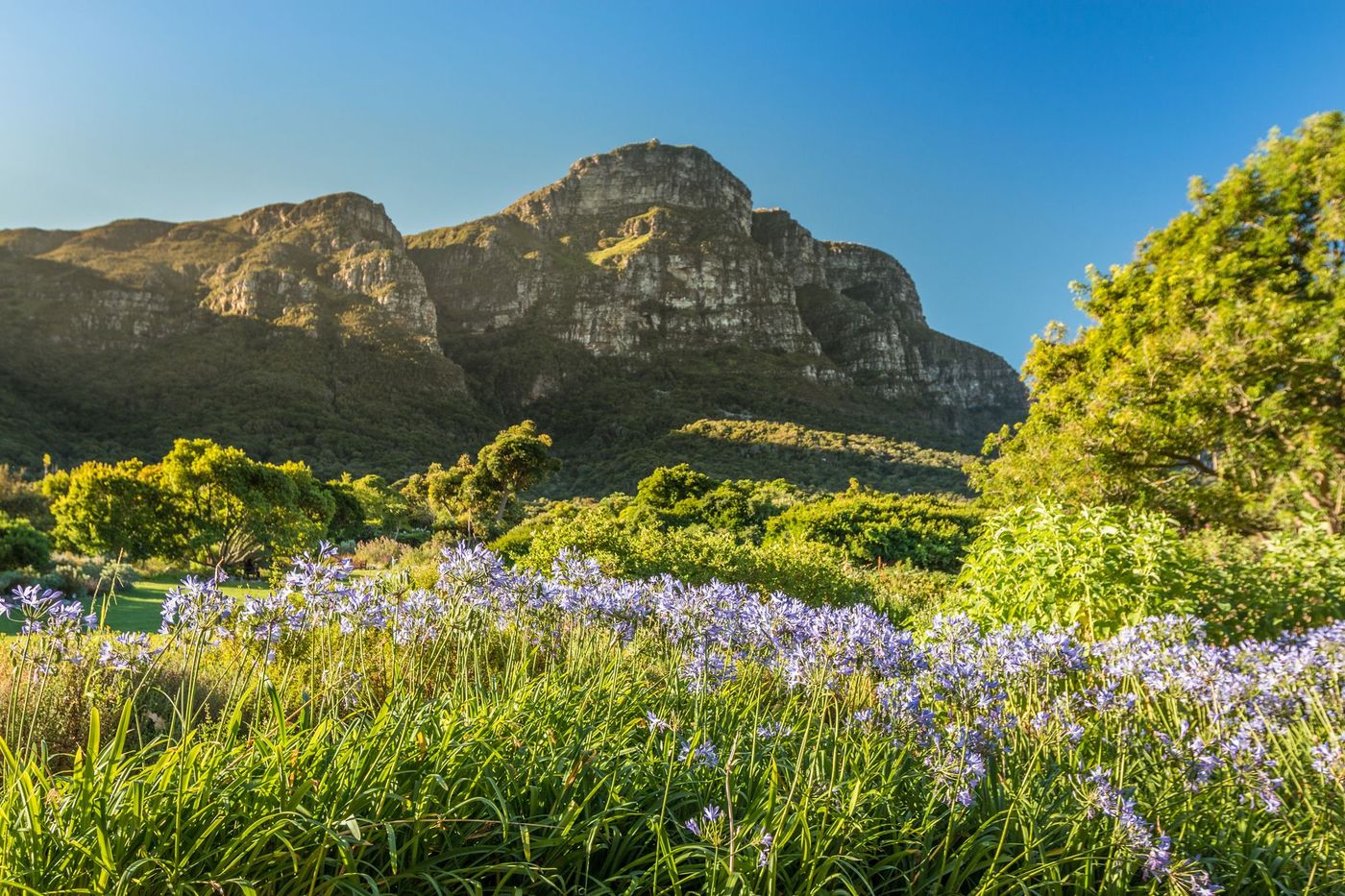 Kirstenbosch Botanical Garden Cape Town Afrique du Sud