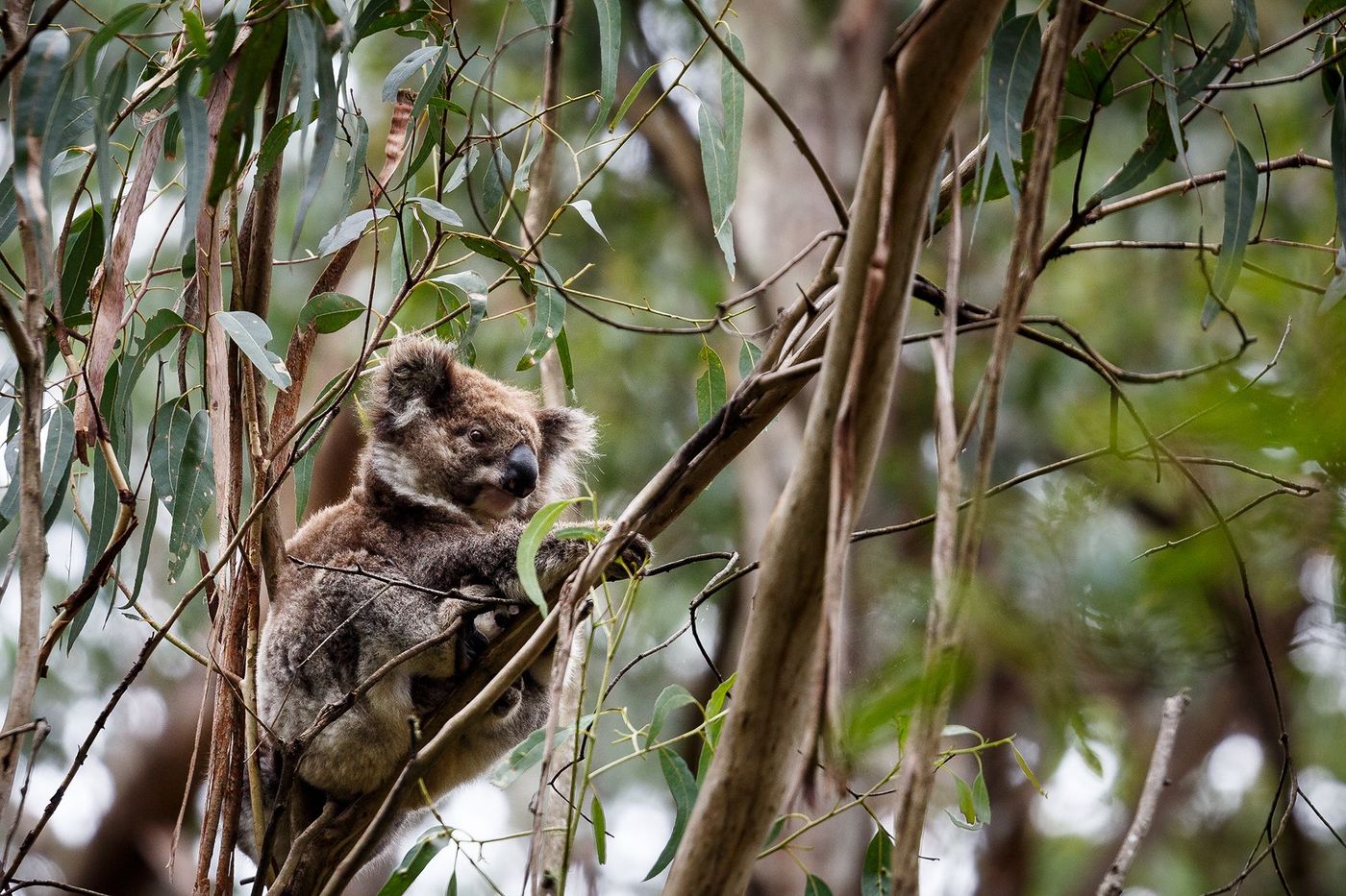 Koala - Great Otway National Park