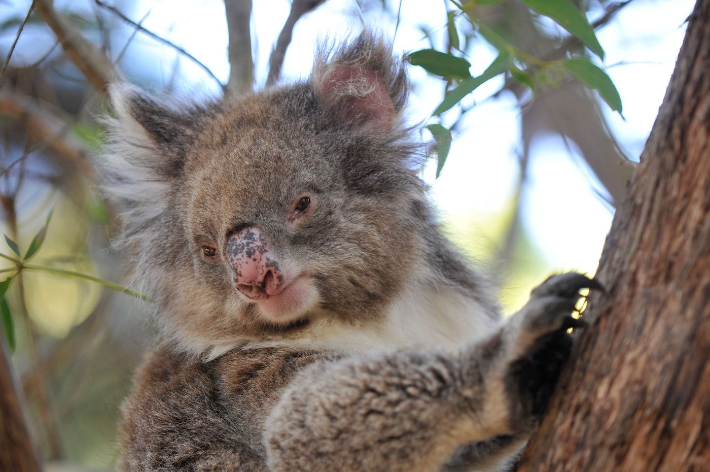 Kangaroo Island Koala
