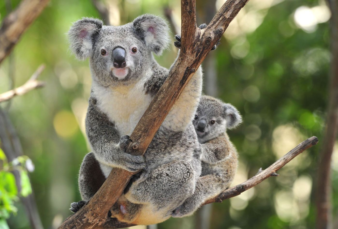 Koalas Où animaux Australie