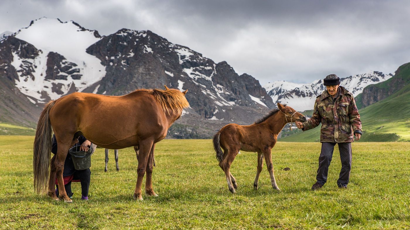 Kirghizistan Traite cheval