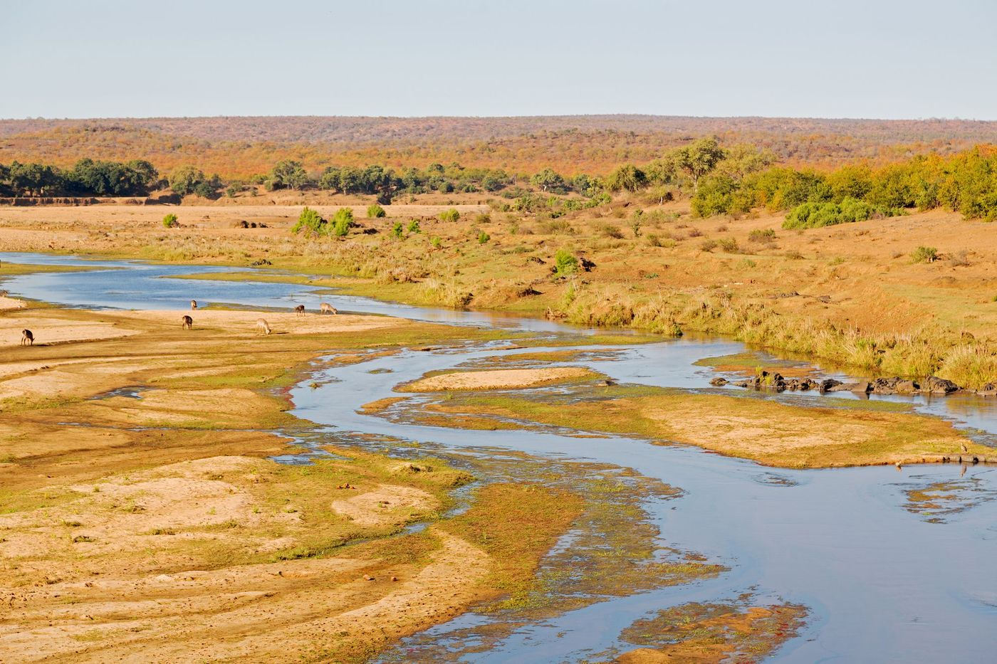 Kruger Parc Afrique Sud