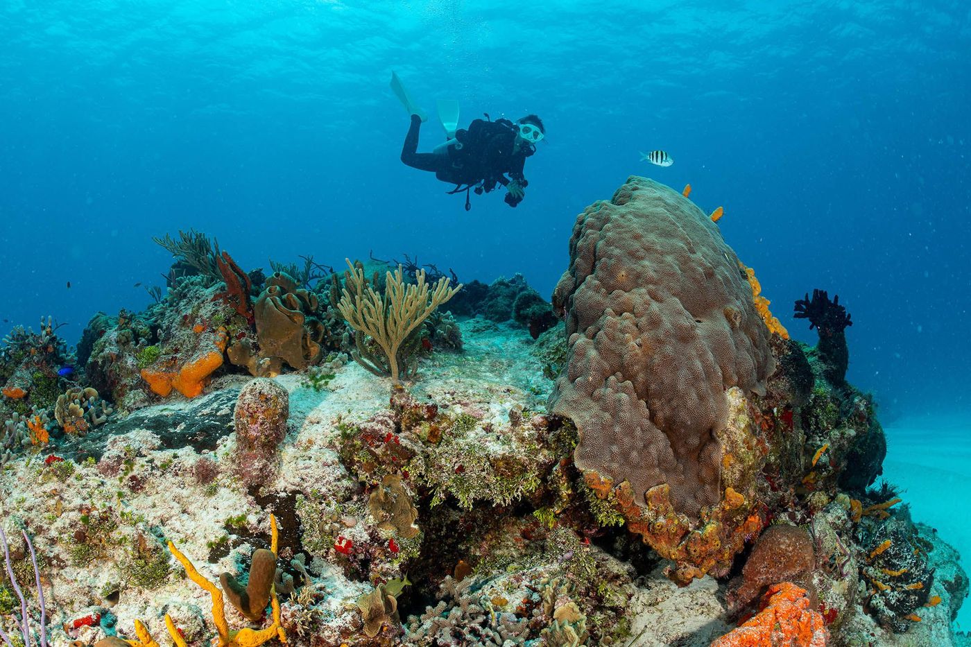 l'île de Cozumel