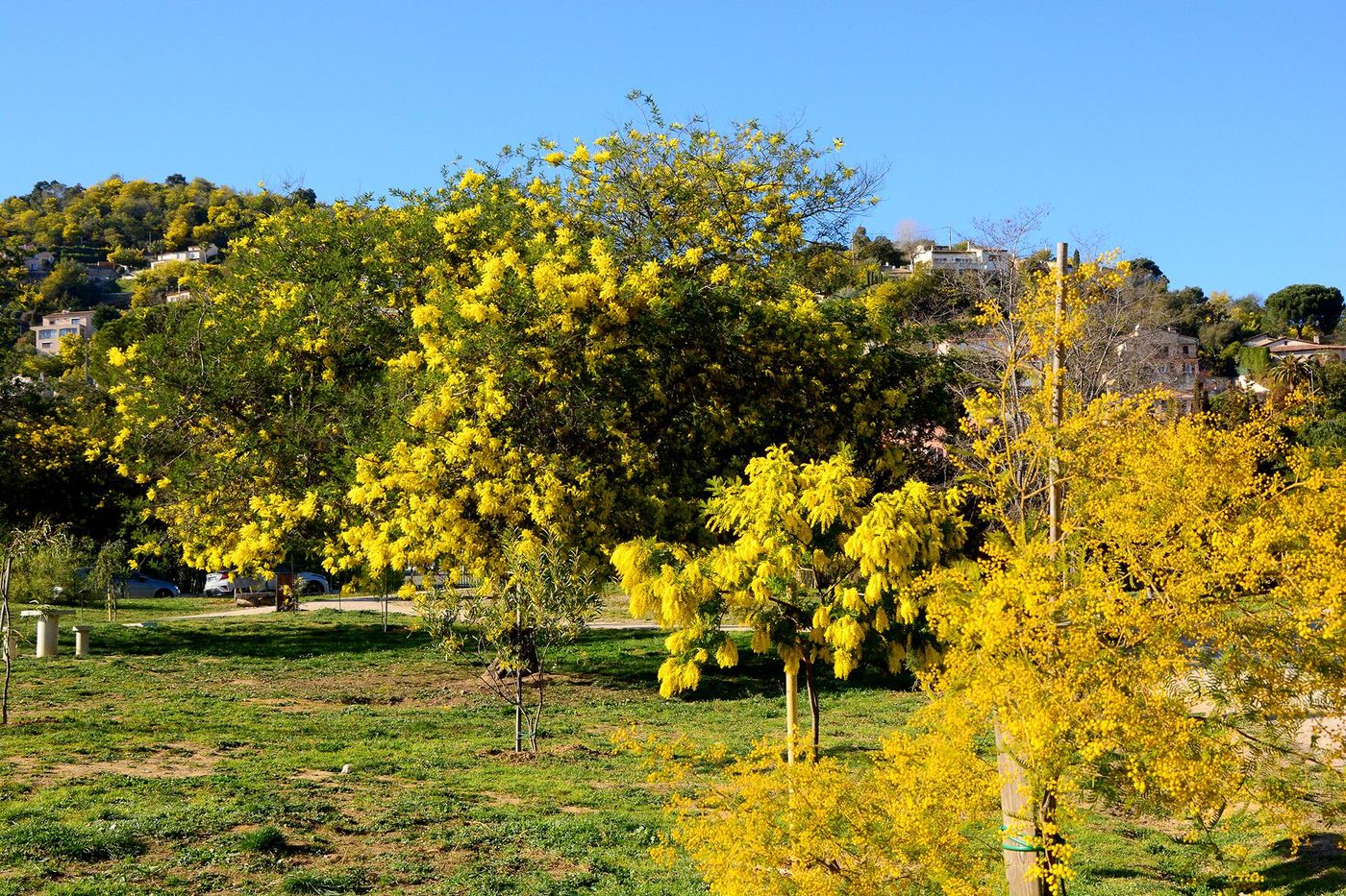 L’arboretum de Mandelieu