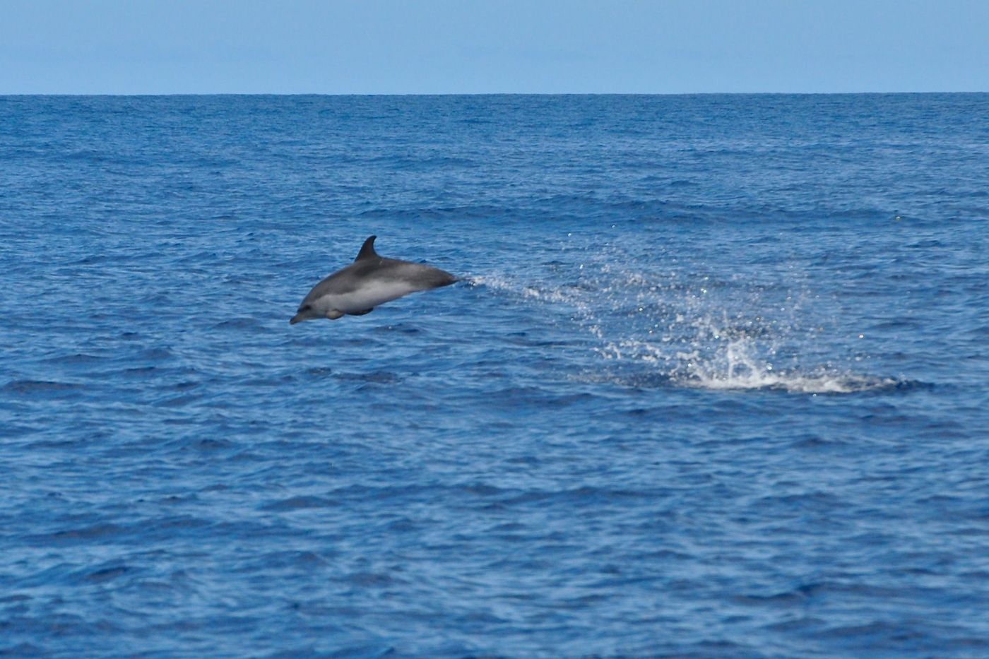 La Gomera Dauphin