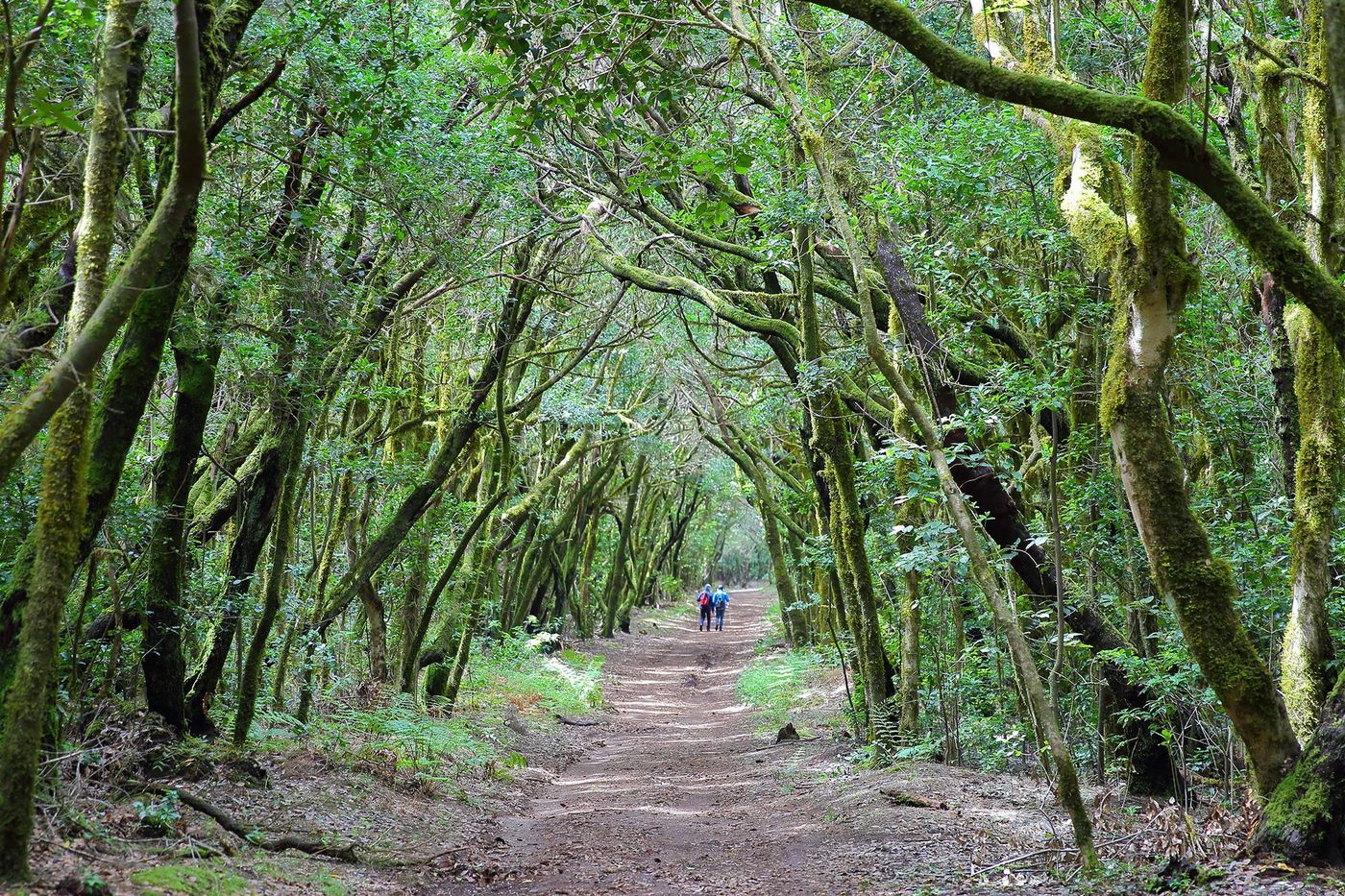 La Gomera Parc Garajonay