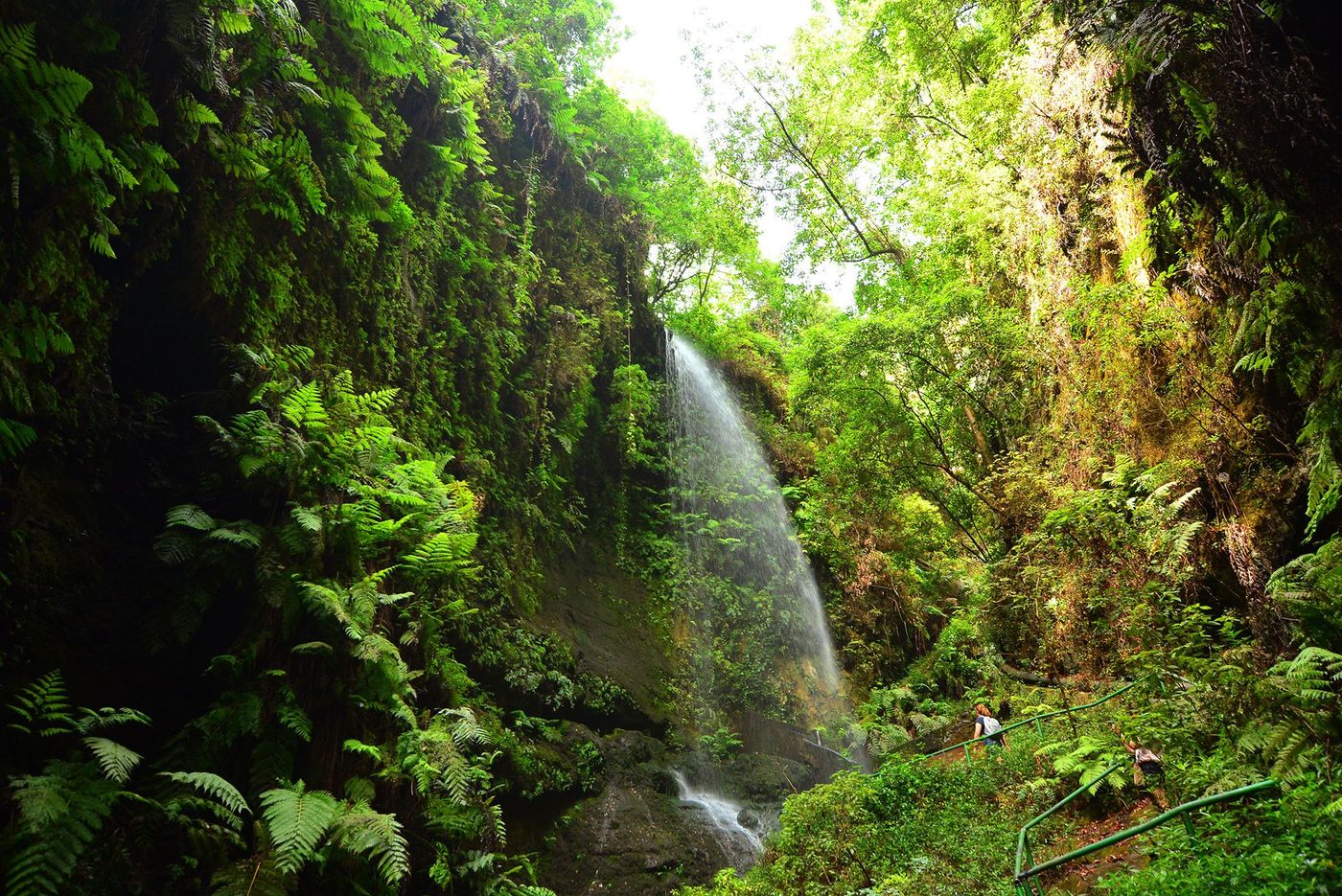 La Palma Forêt de Los Tilos