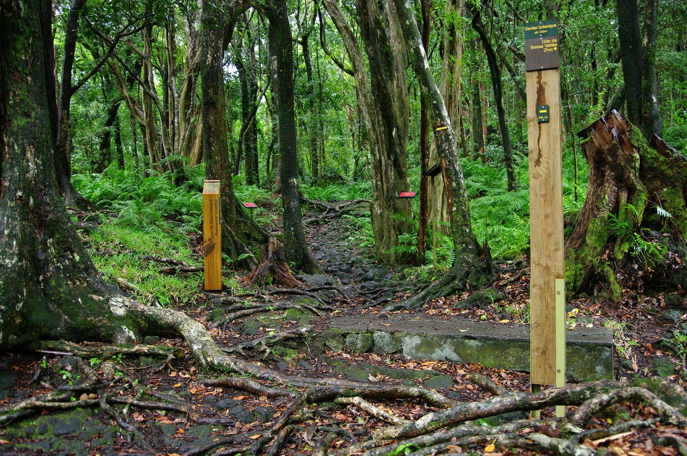 La Réunion Sentier à Mare Longue