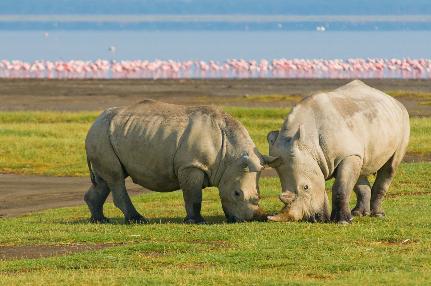 Lac Nakuru Parc Kenya