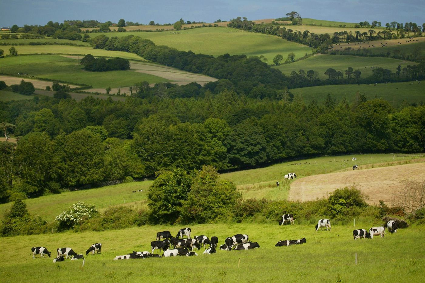 Irlande Lakeland Vaches