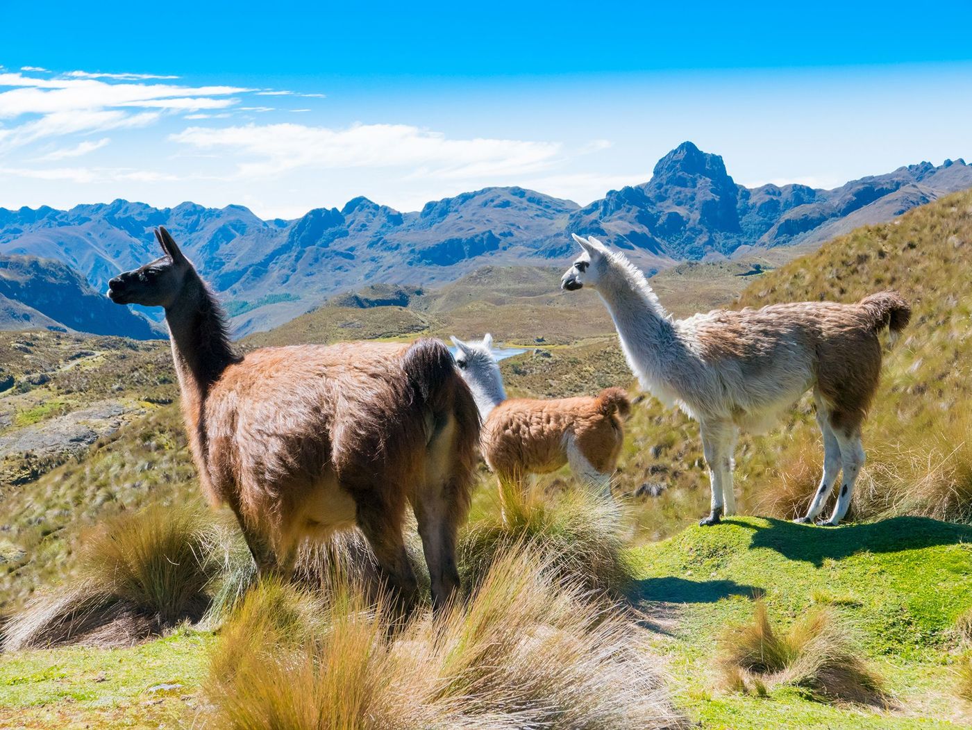 Lamas