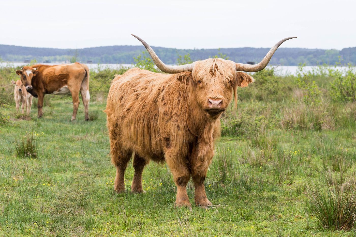 Landes Lac d’Aureilhan Vache Highland