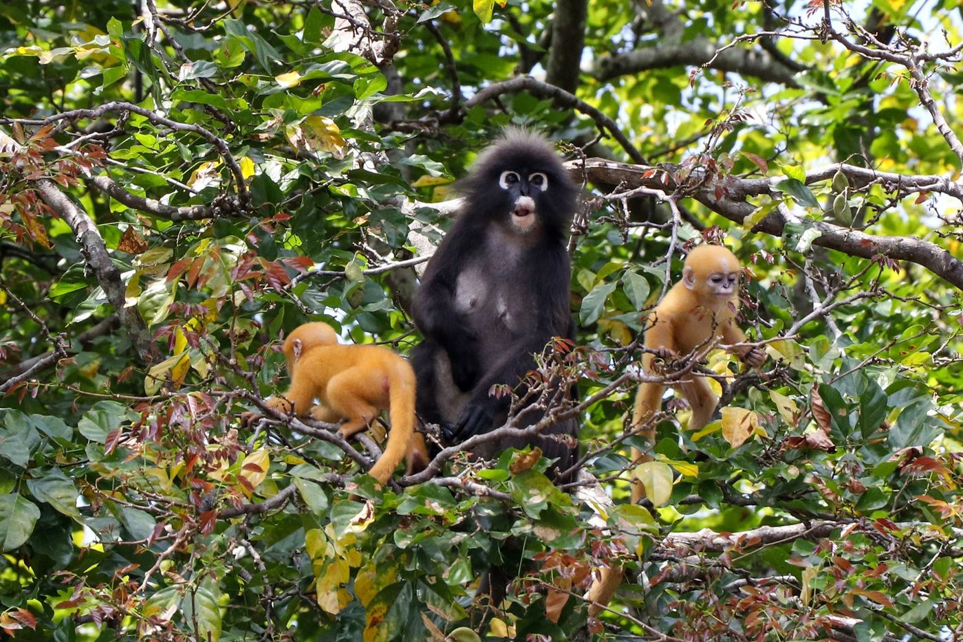 Langkawi Singes langur