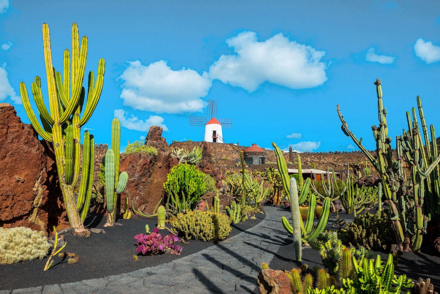 Lanzarote Cactus Canaries