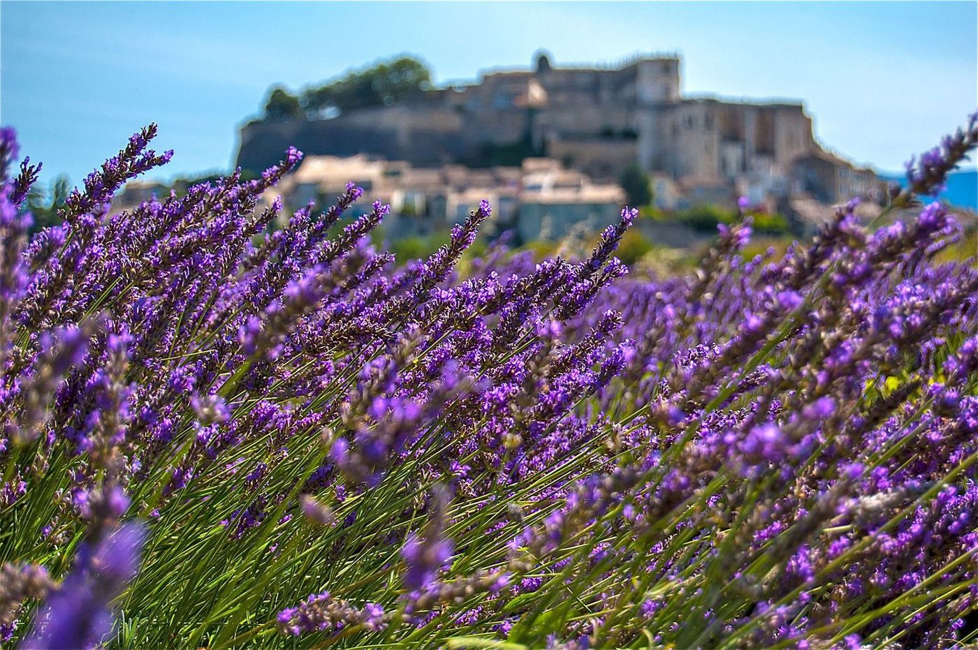 Provence Grignan Lavande