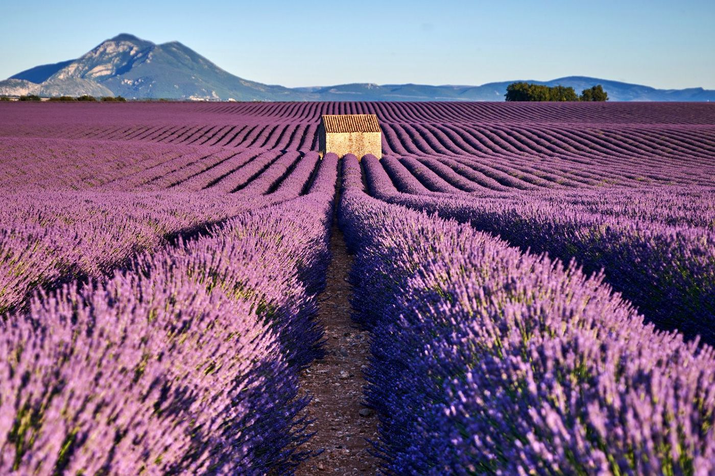 Provence Lavande