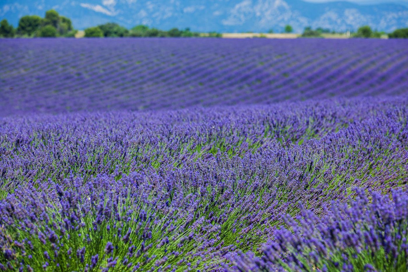Provence Lubéron Plateau de Valensole Lavande