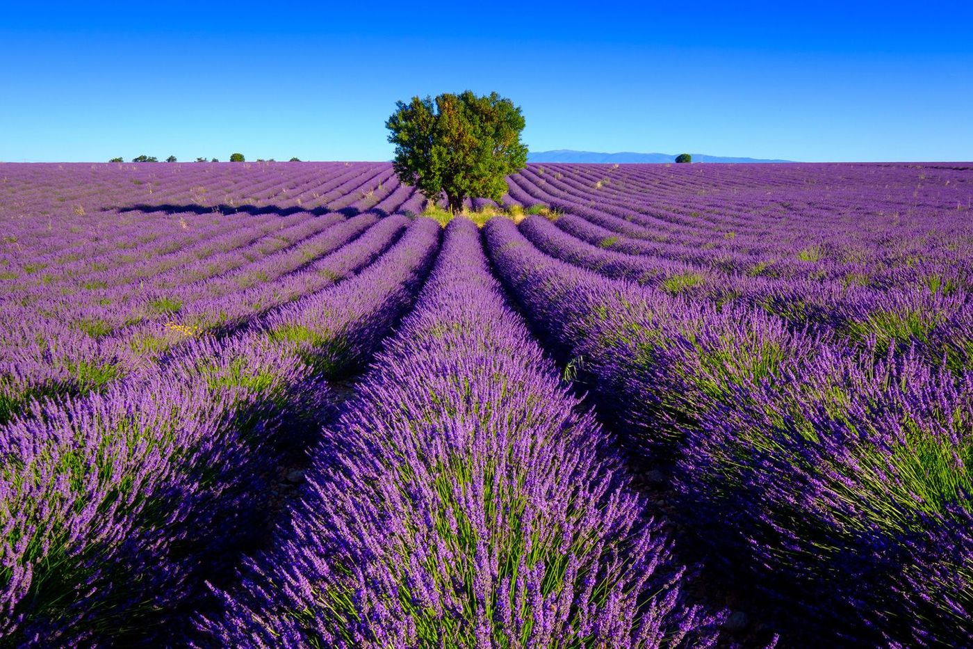 Provence Plateau de Valensole Lavande