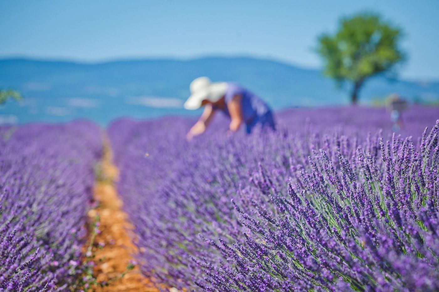Provence Lavande Valensole