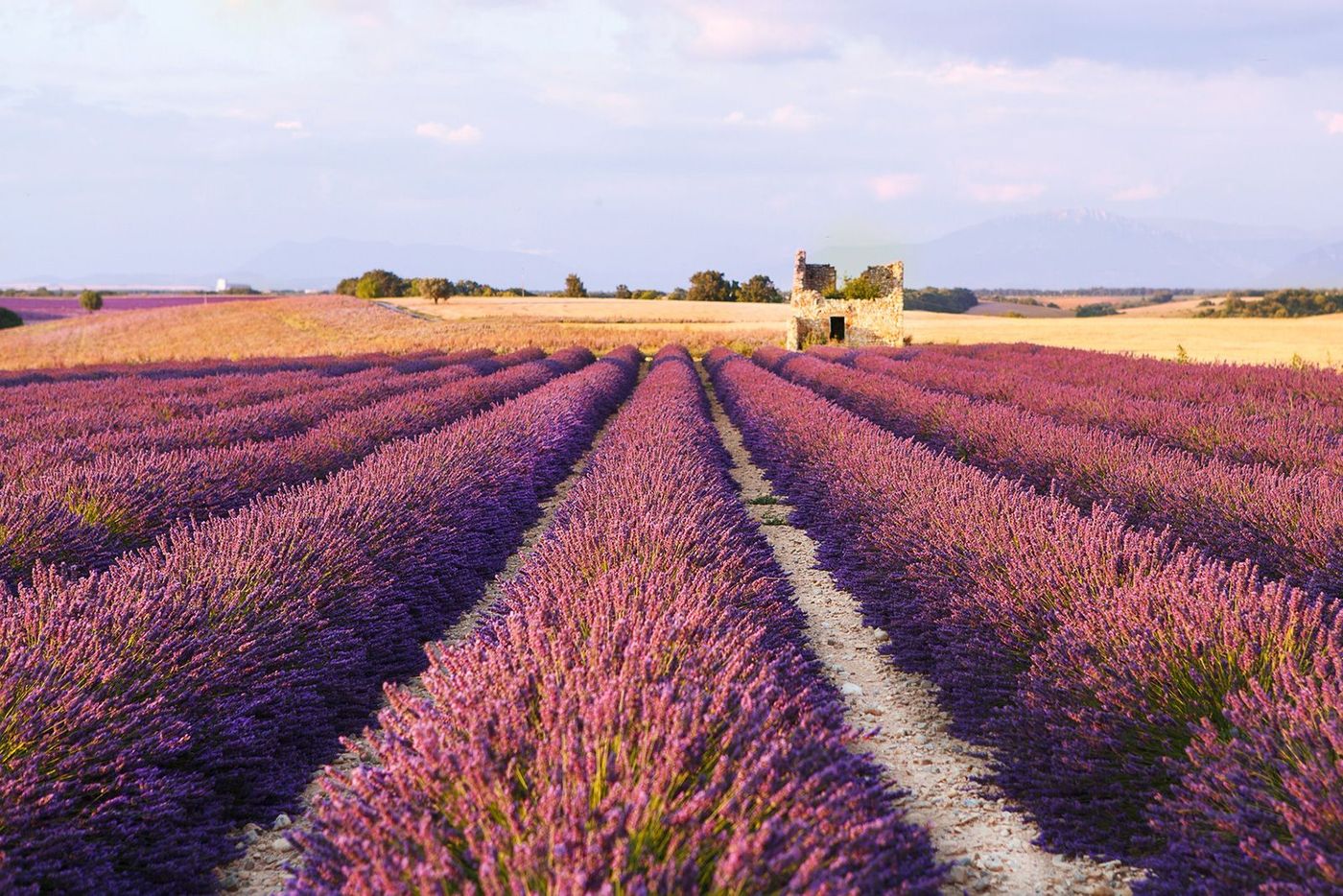 Provence Plateau de Valensole Lavande