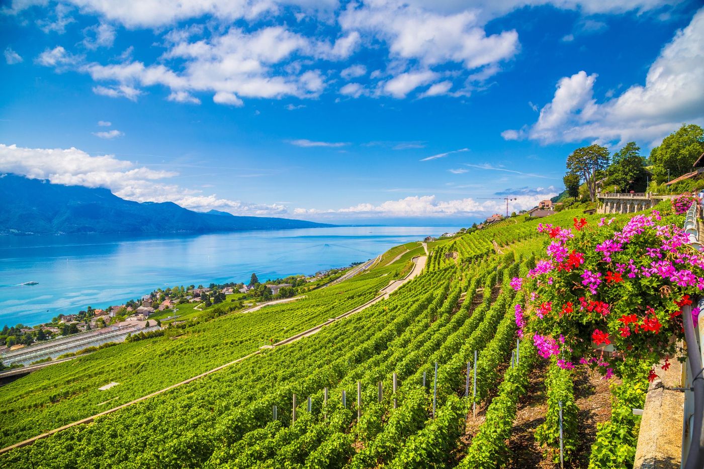 Lavaux Lac Vignes