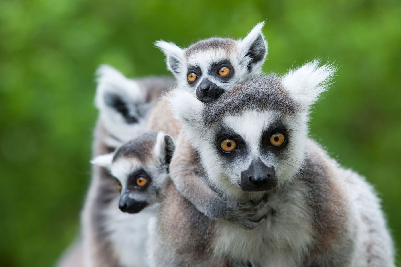 Lémuriens Où animaux Madagascar