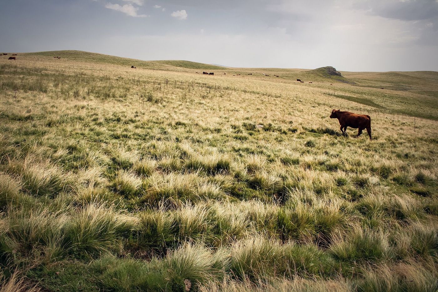 Limousin Plateau de Millevaches