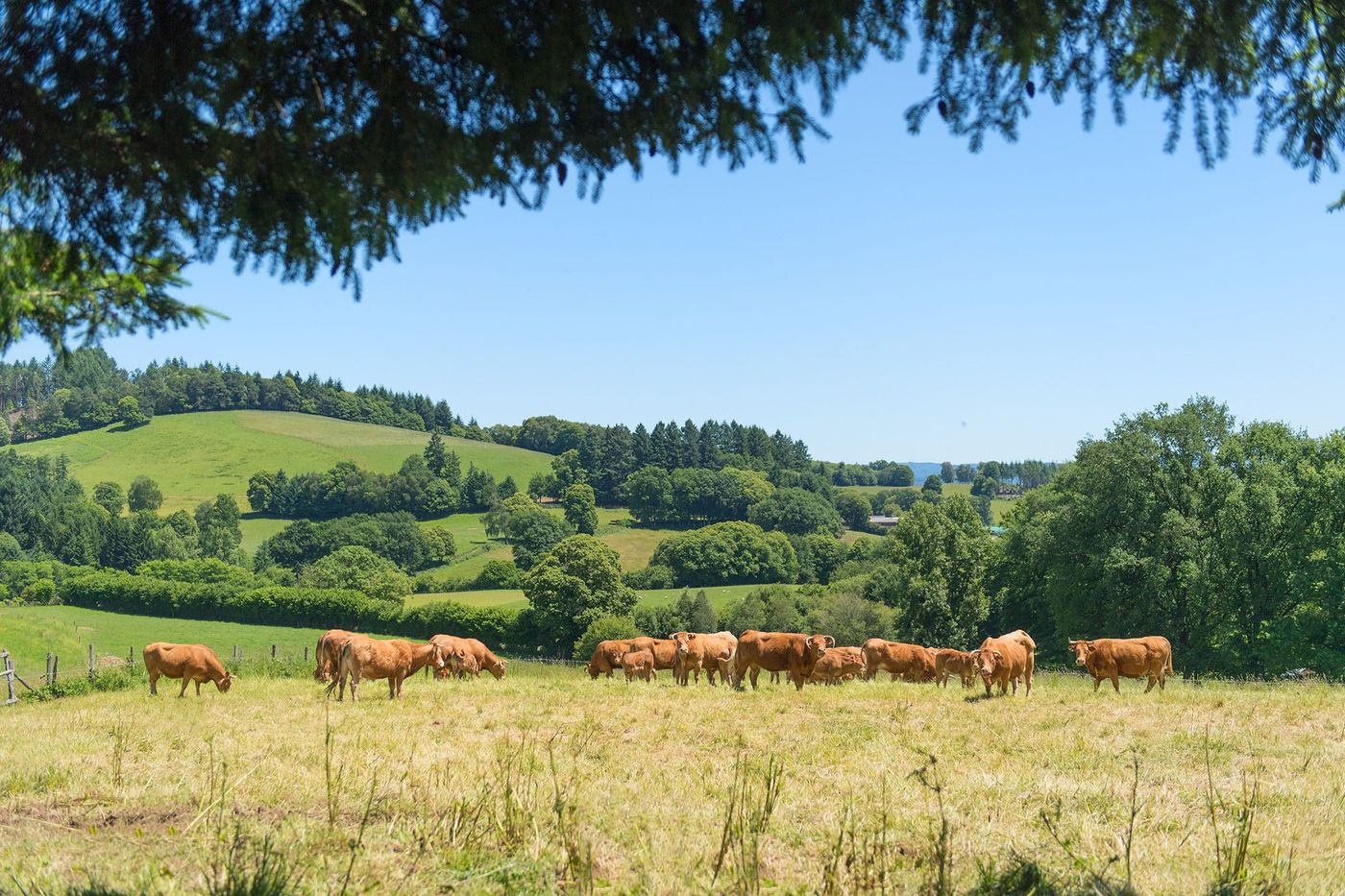 Limousin Vaches