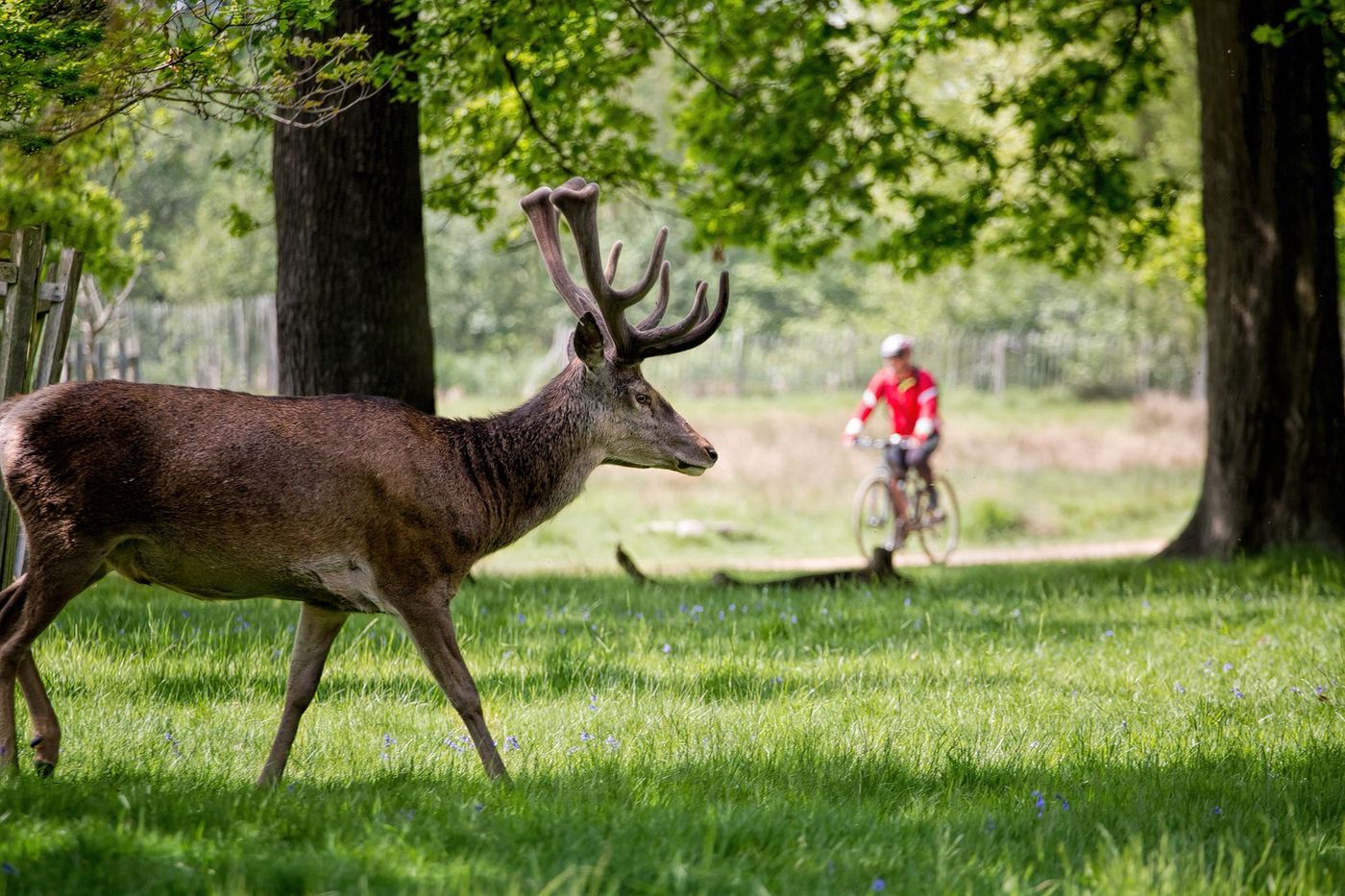 Londres Richmond Park Cerf