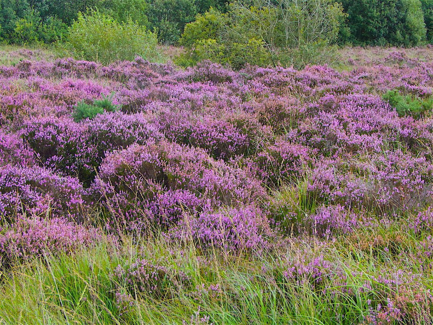 Irlande Lakeland Lough Boora