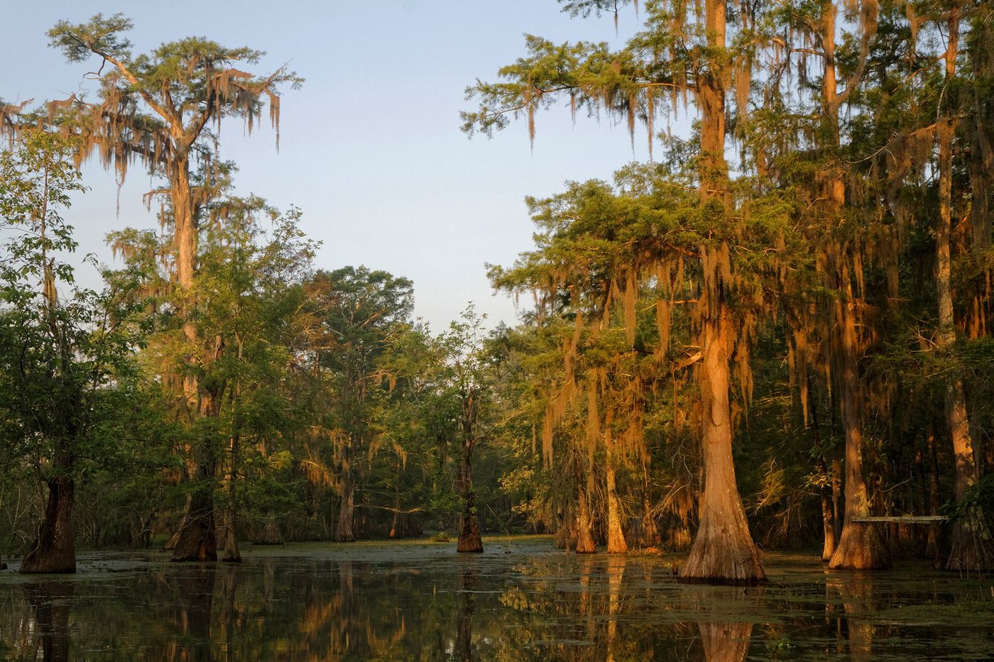 Louisiane Bayous