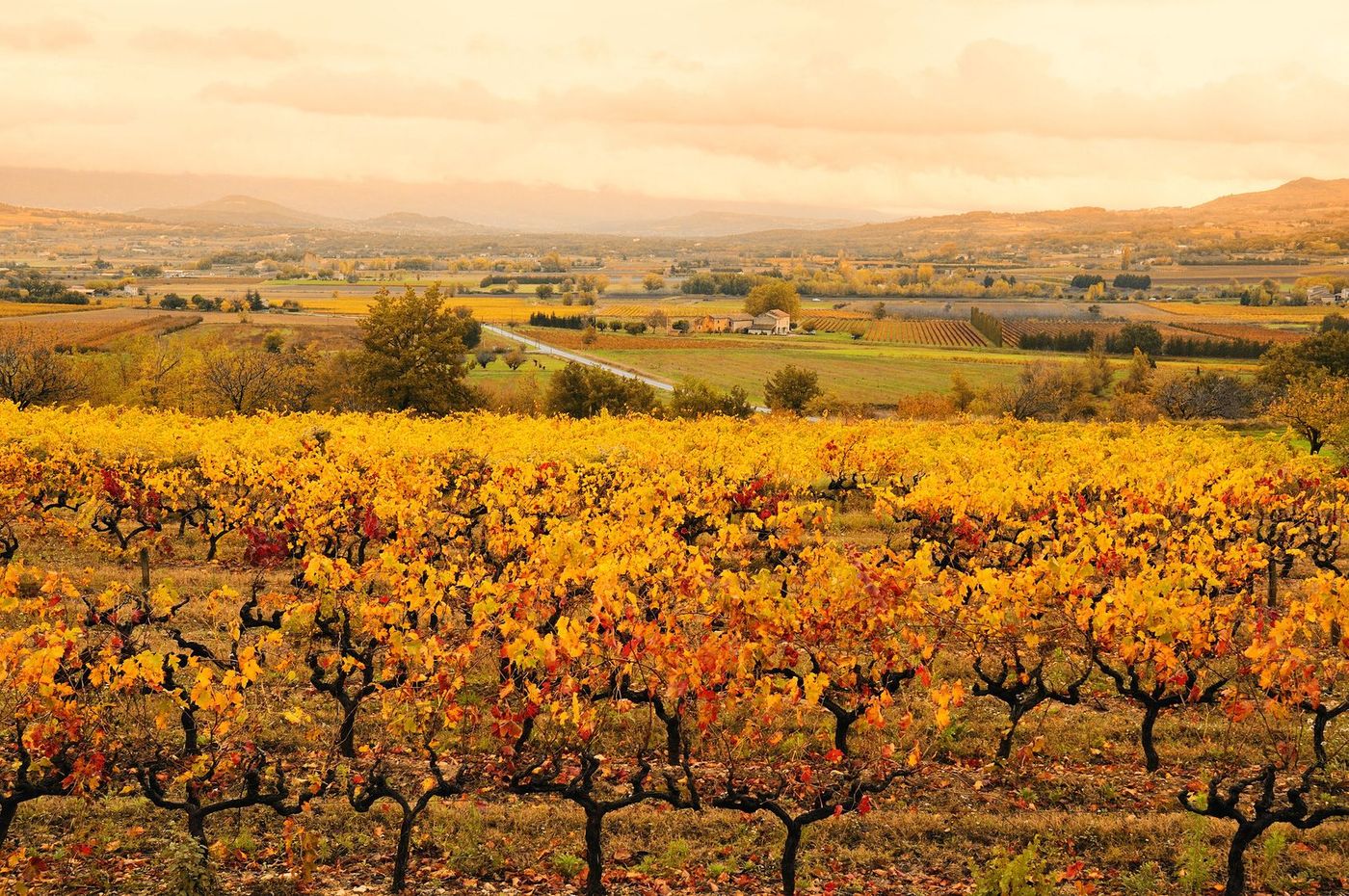 Provence Lubéron Vignes Automne