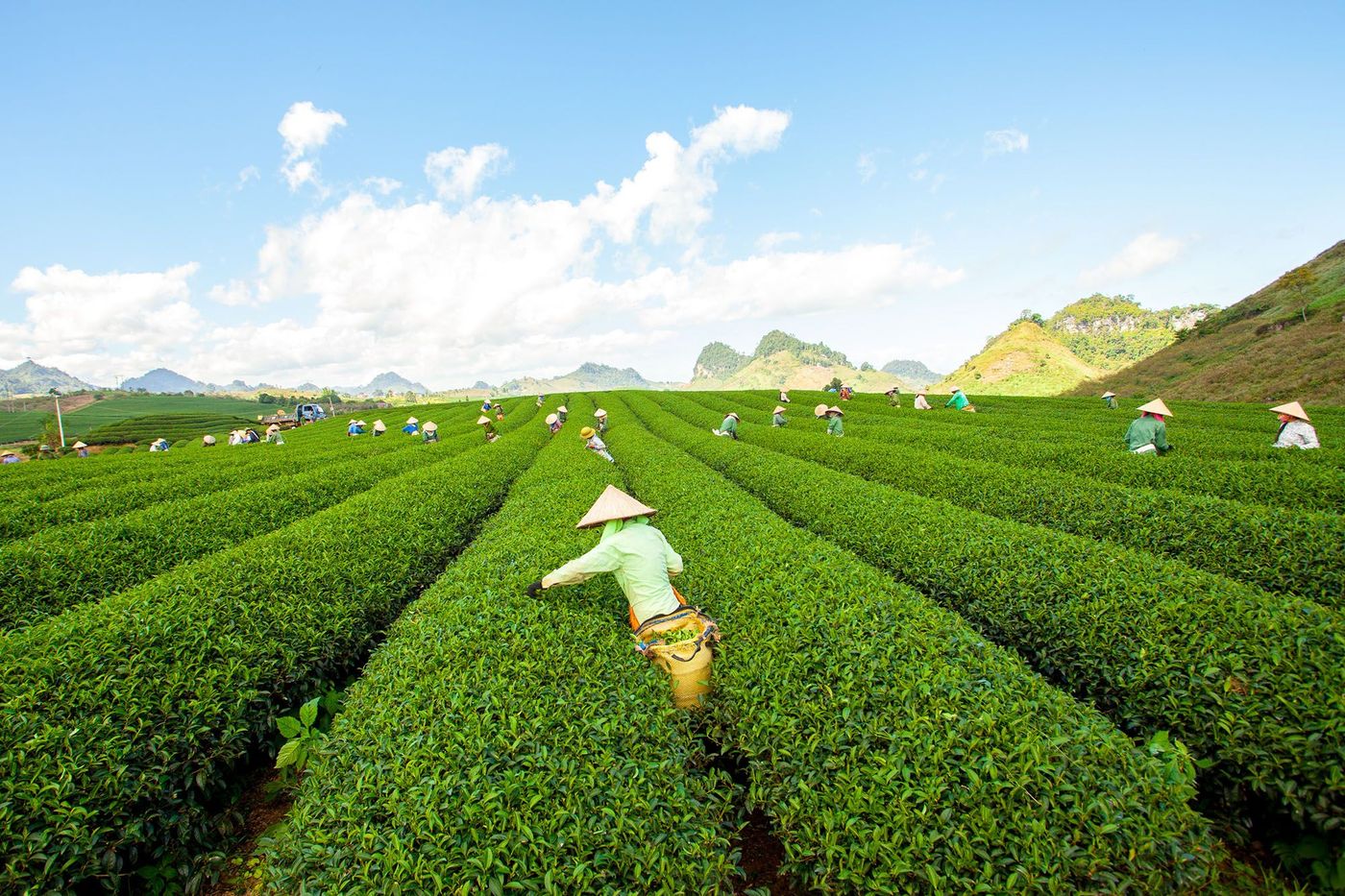 Mộc Châu - culture de thé par les Hmong