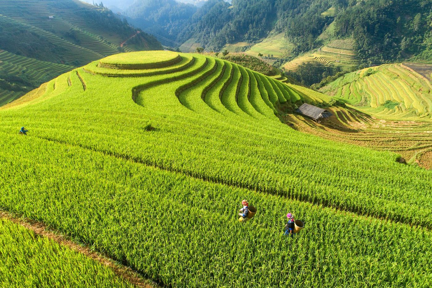 Mù Cang Chải - rizières