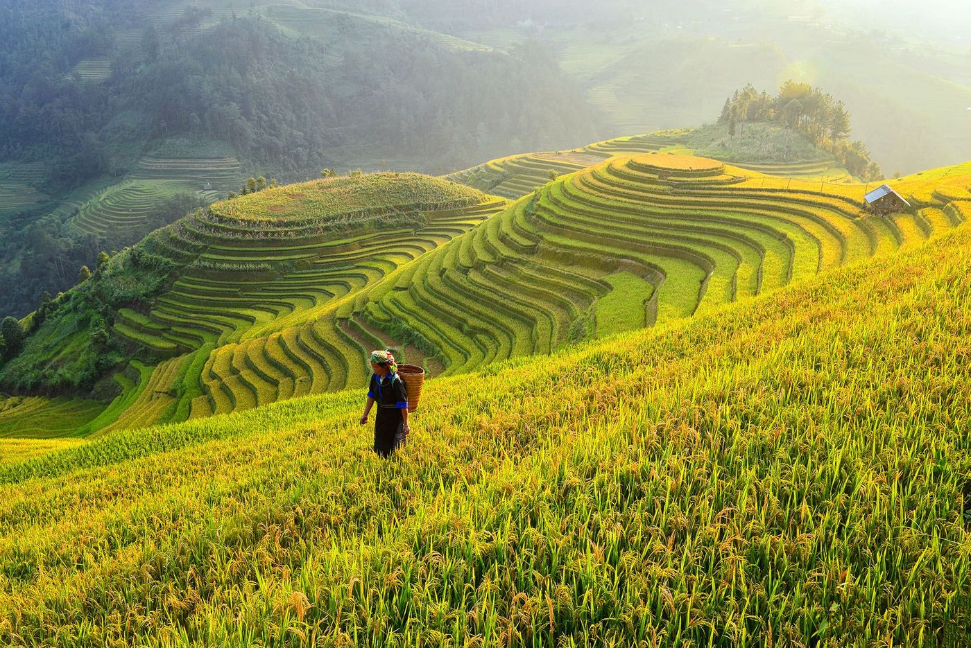 Mù Cang Chải - rizières