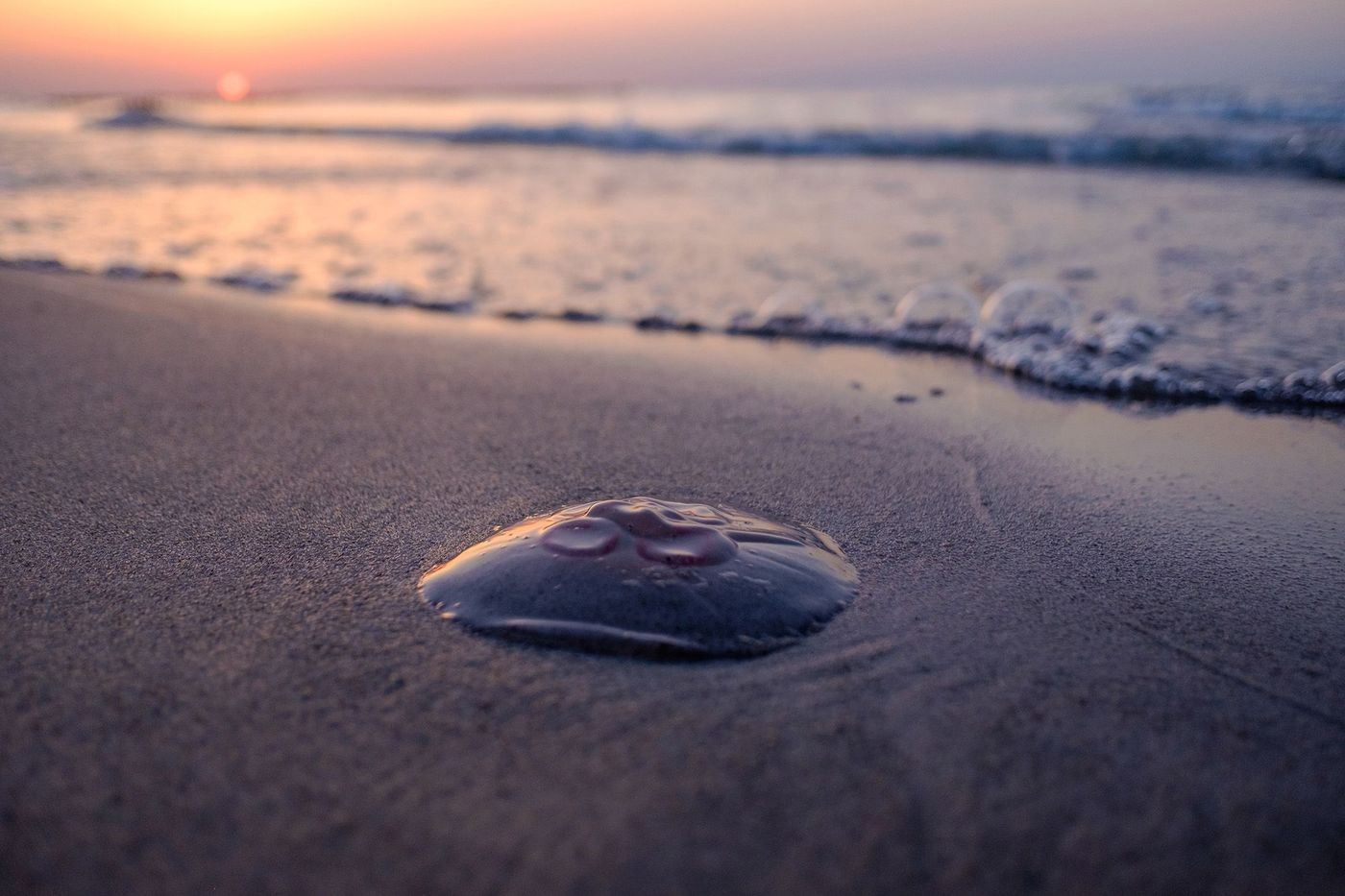 Méduse plage